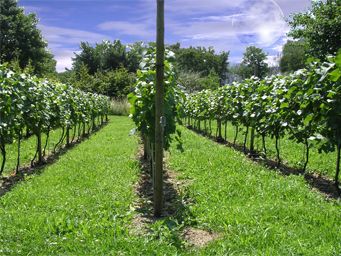 Fichier:Vignoble.jpg