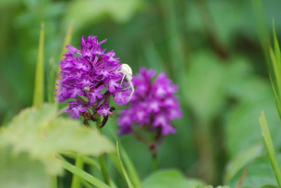 Fichier:Orchis-et-araignees-crabes.jpg
