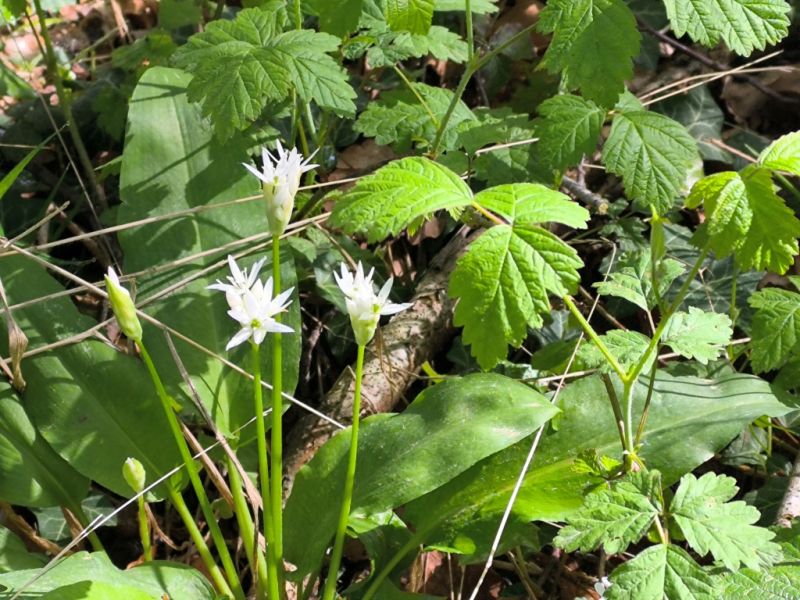 Fichier:Ail des ours 2.71.jpg