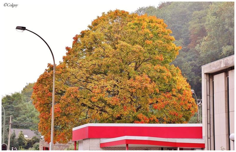 Fichier:Automne10.jpg