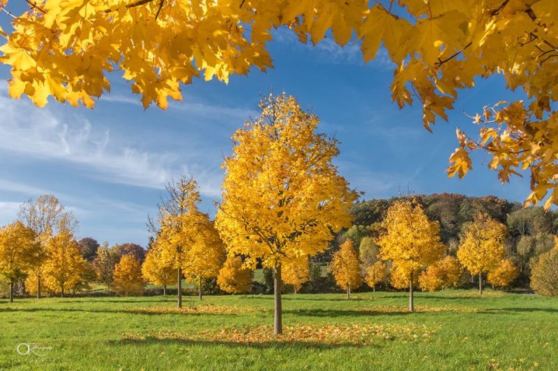 Fichier:Automne2.jpg