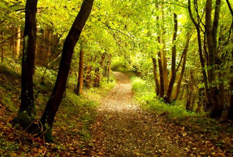 Fichier:Automne20.jpg