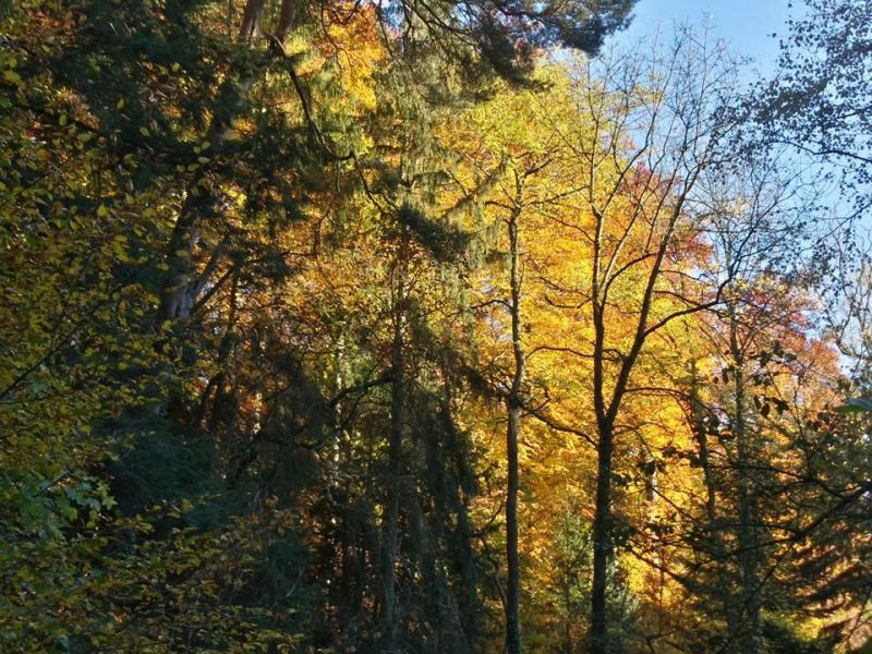 Fichier:Automne26.jpg