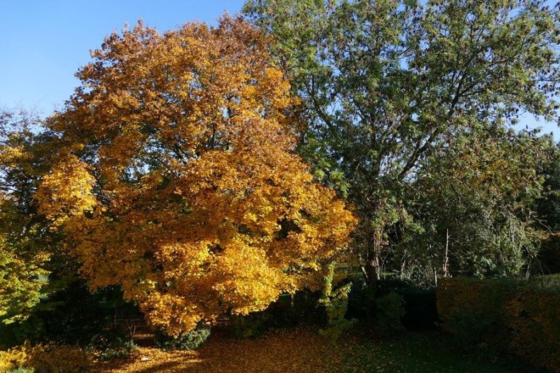 Fichier:Automne3.jpg