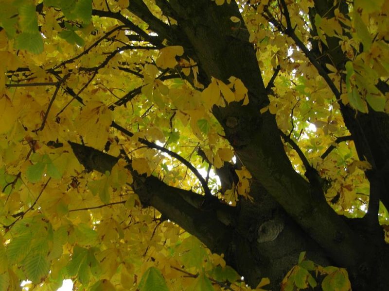 Fichier:Automne4.jpg