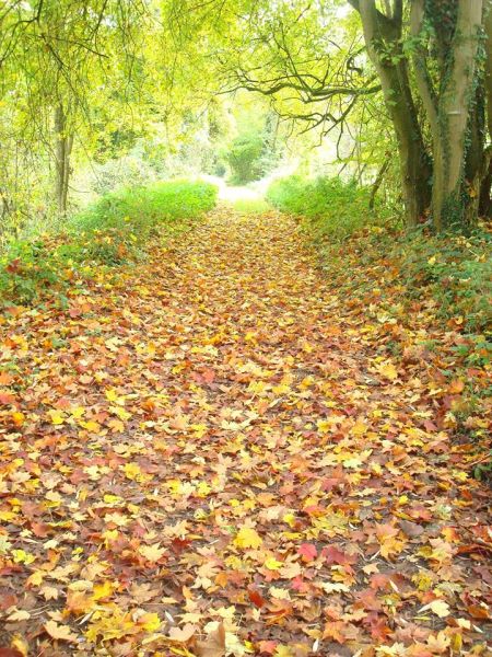 Fichier:Automne6.jpg