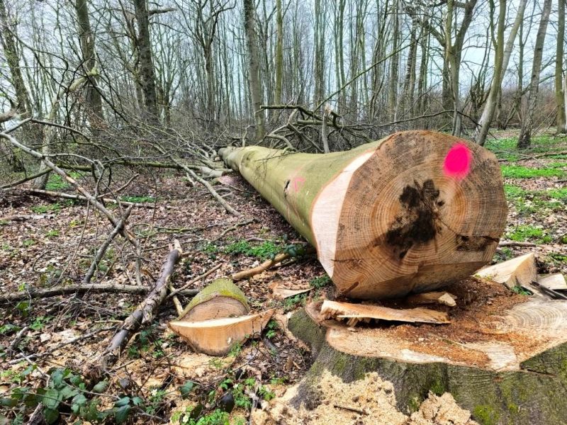 Fichier:Bois d'Ouffet 11.jpg