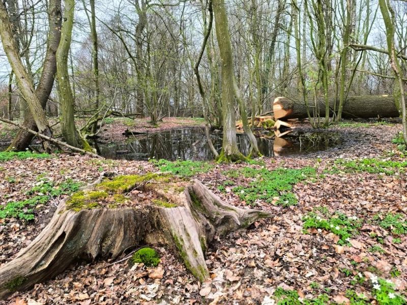 Fichier:Bois d'Ouffet 12.jpg