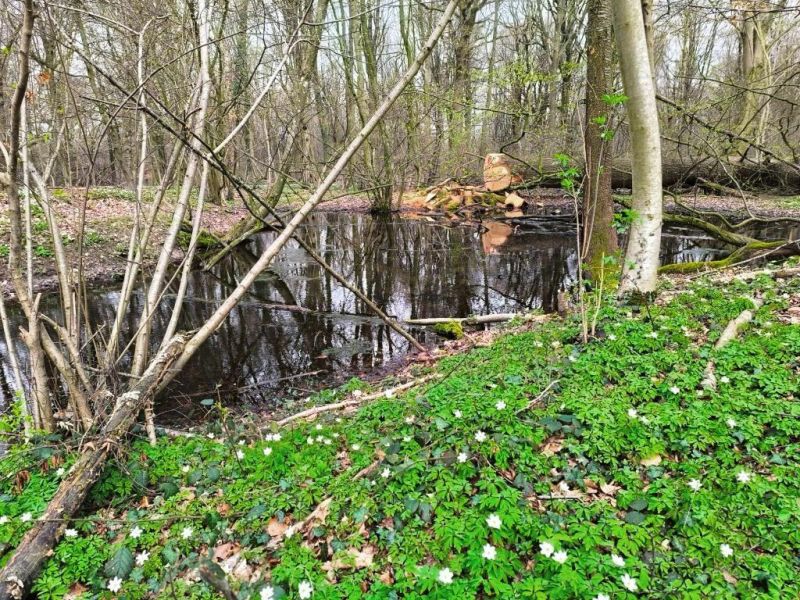 Fichier:Bois d'Ouffet 13.jpg
