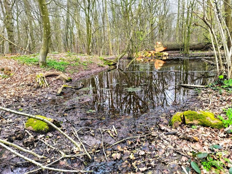 Fichier:Bois d'Ouffet 14.jpg