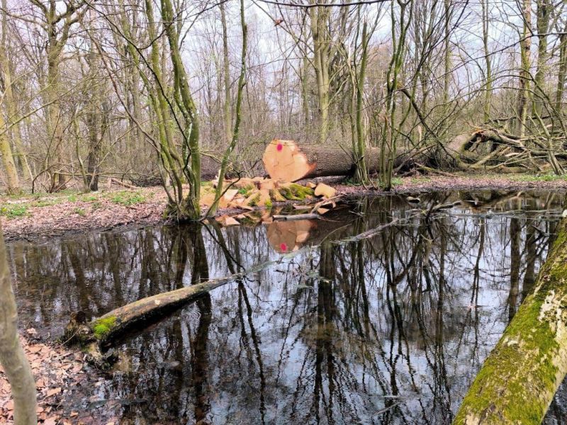 Fichier:Bois d'Ouffet 15.jpg