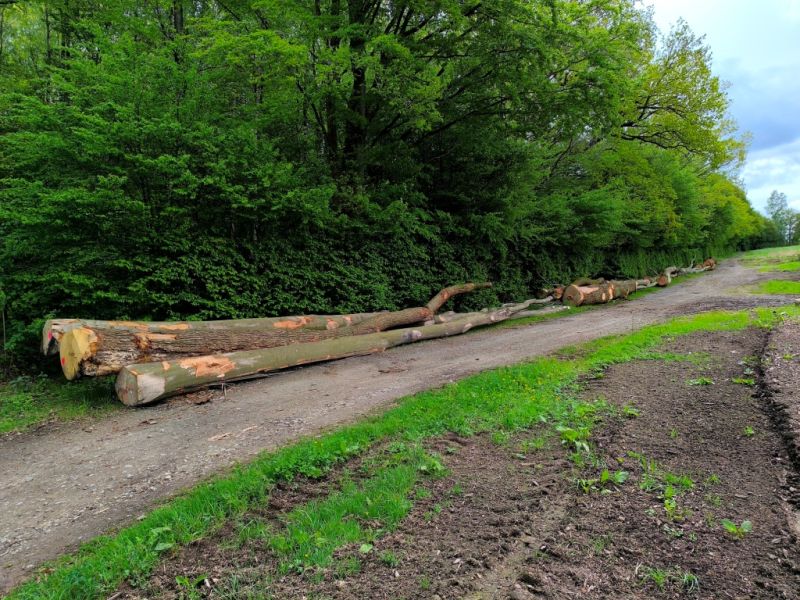 Fichier:Bois d'Ouffet 20.71.jpg