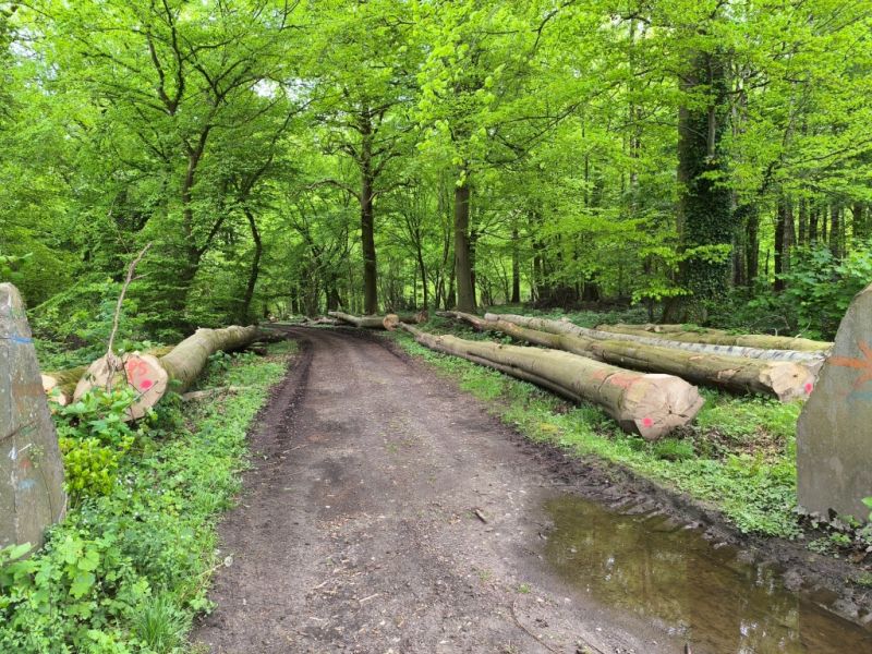 Fichier:Bois d'Ouffet 21.71.jpg