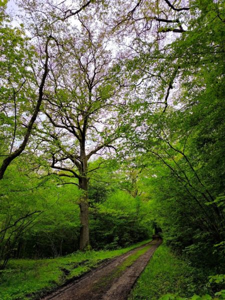 Fichier:Bois d'Ouffet 25.71.jpg