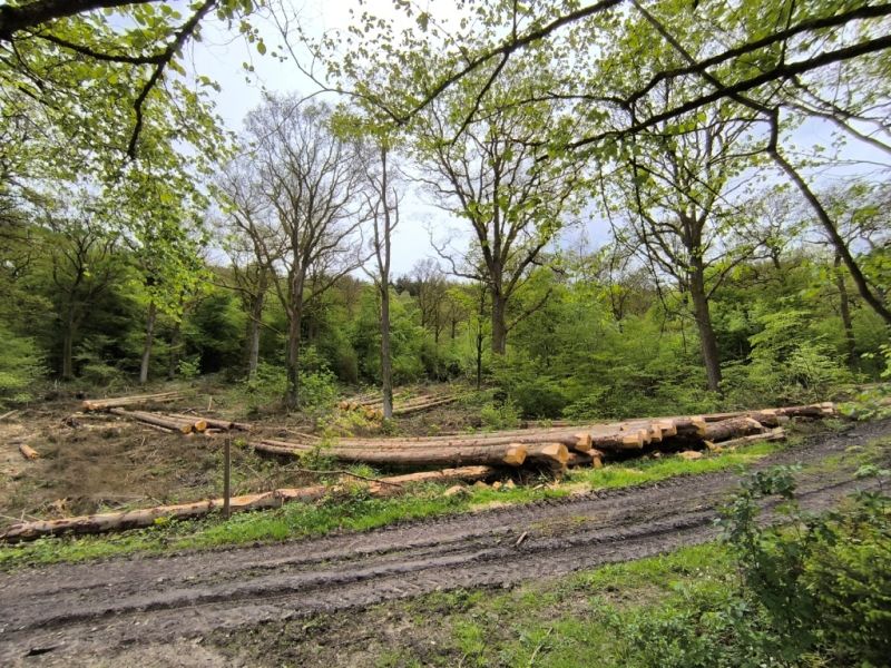 Fichier:Bois d'Ouffet 30.71.jpg