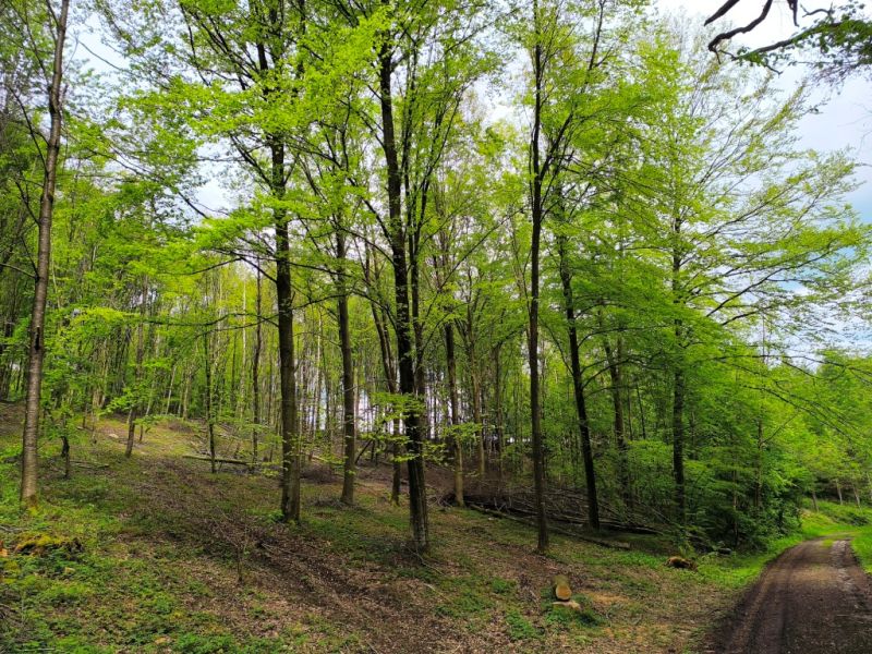 Fichier:Bois d'Ouffet 31.jpg
