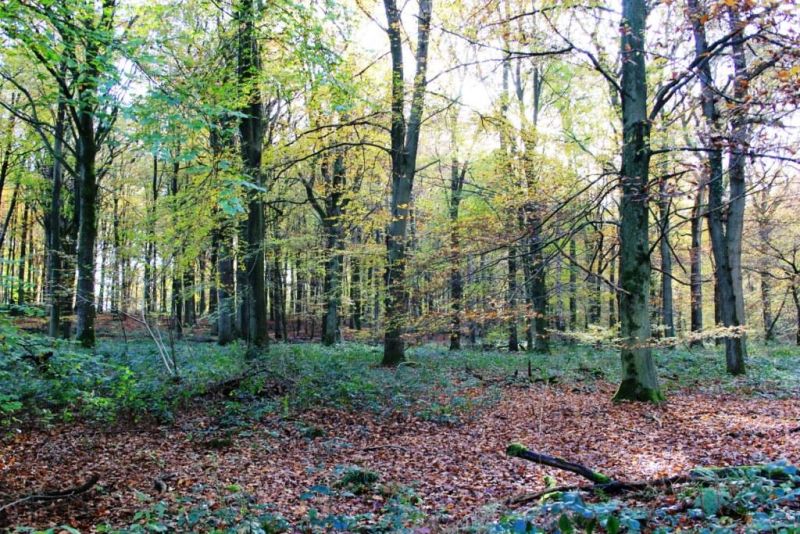 Fichier:Bois d'Ouffet 33.71.jpg