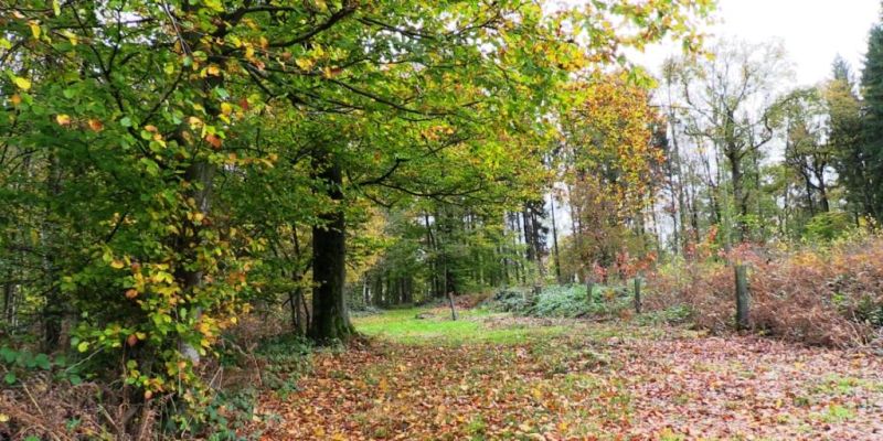 Fichier:Bois d'Ouffet 34.71.jpg