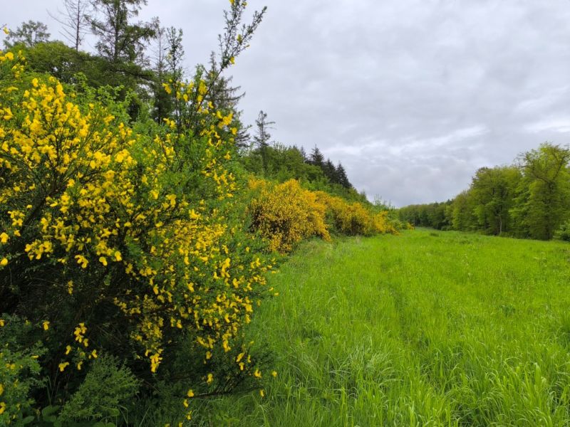 Fichier:Bois d'Ouffet 36.71.jpg