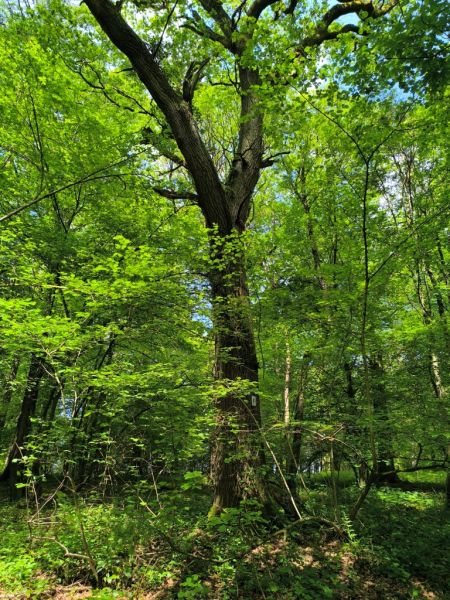 Fichier:Bois d'Ouffet 39.71.jpg