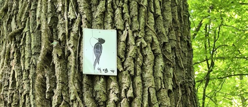 Fichier:Bois d'Ouffet 40.71.jpg
