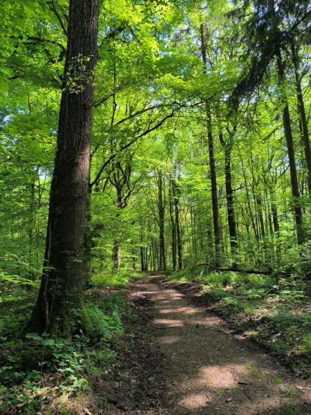 Fichier:Bois d'Ouffet 43.71.jpg