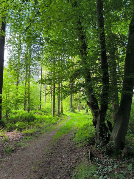 Fichier:Bois d'Ouffet 45.71.jpg