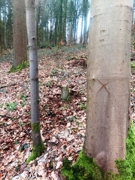 Fichier:Bois de Warzée-Ouffet N°8.jpg
