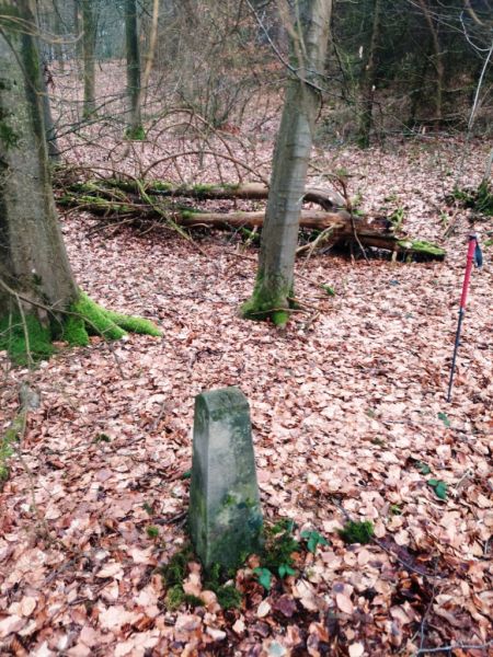 Fichier:Bois de Warzée-Ouffet N°9.jpg