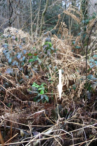 Fichier:Borne Bois de Warzée-Ouffet N°10 (1).71.jpg