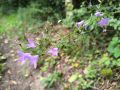 Campanule 30/06/2026