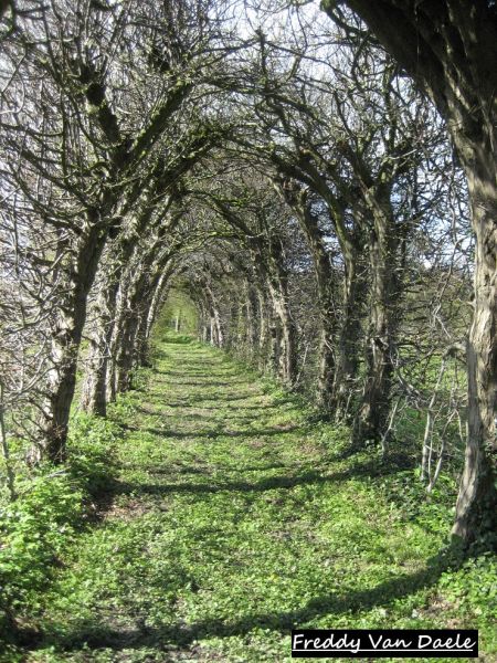 Fichier:Charmille du château de Pitet.JPG