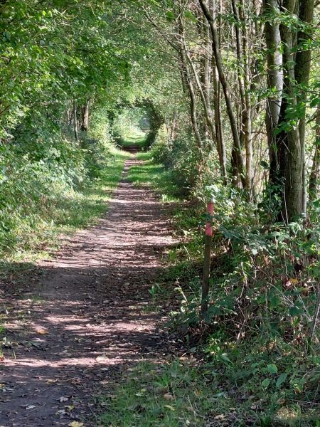 Fichier:Chemin du Tram sous Troydo (3).jpg