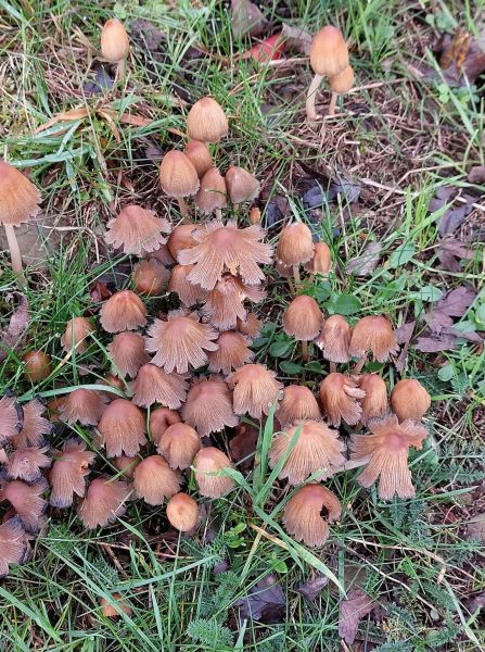 Fichier:Coprins micaceus (1).jpg