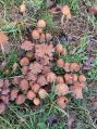 Coprins micaceus Braquet M-J 13/11/2024
