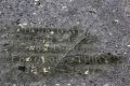 Vignette pour la version du 14 juin 2021 à 15:34