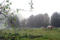 Au petit matin devant la ferme 26/10/2016
