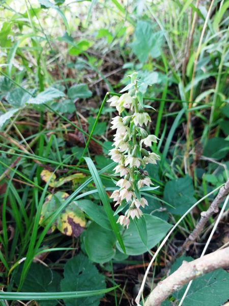 Fichier:Epipactis helleborine (1).jpg