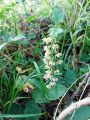 Epipactis helleborine en fleurs _ Braquet M-J 16/07/2023