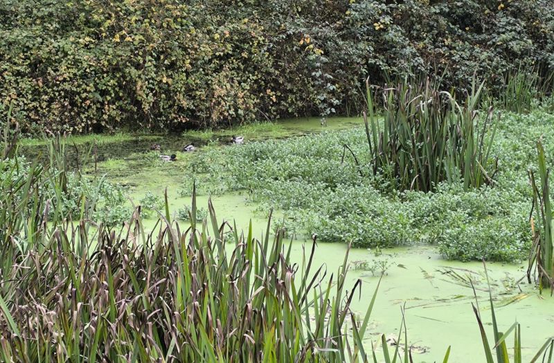 Fichier:Etang Ellemelle (6).jpg