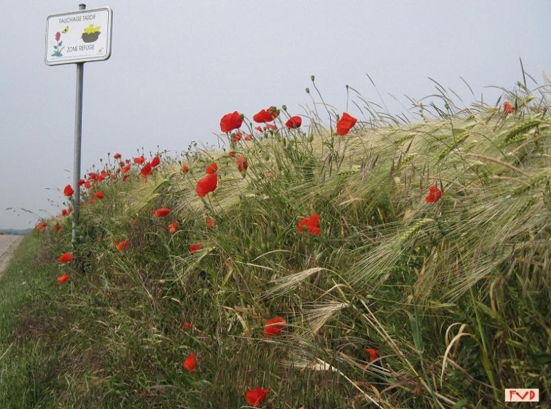 Fichier:Hosdent fleuri.jpg