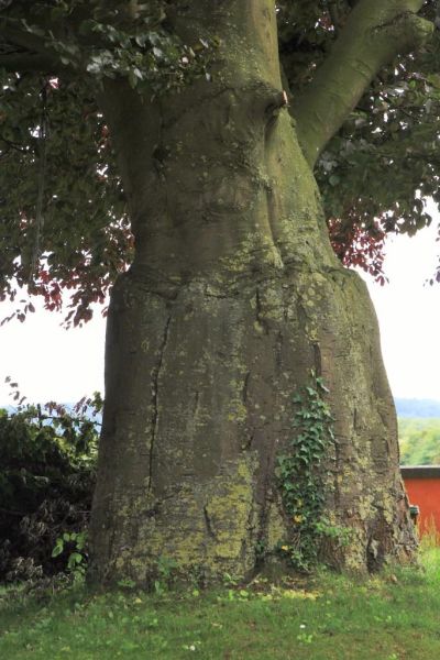 Fichier:IMG 5361.71.jpg