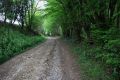La montée dans le bois Thier Renson Photo 19.04.2020