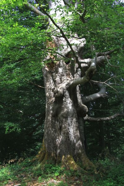 Fichier:IMG 5666.71.jpg