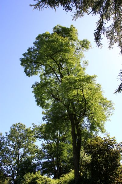 Fichier:IMG 7387.71.JPG