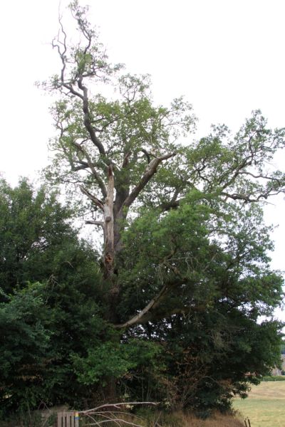 Fichier:IMG 7436.71.JPG