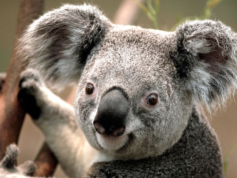 Fichier:Koala.jpg