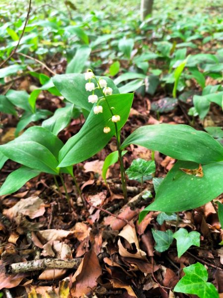 Fichier:Muguet .71.jpg