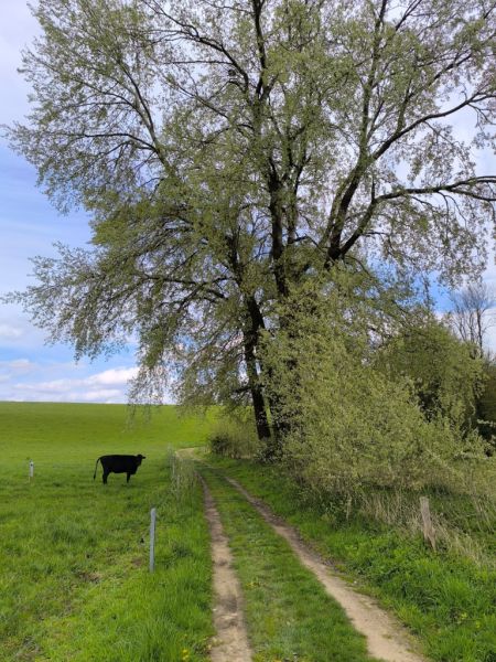 Fichier:Ormes Lizin 4.71.jpg