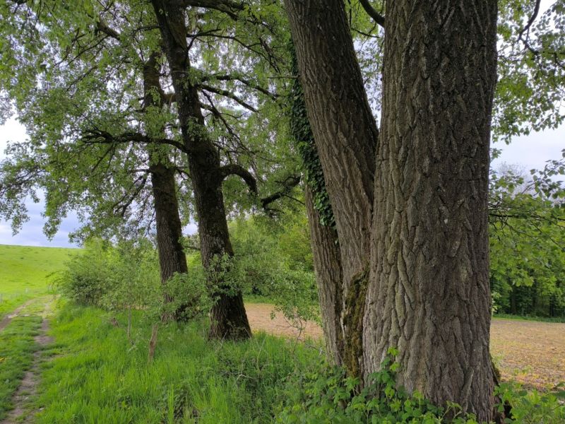 Fichier:Ormes Lizin 6.71.jpg
